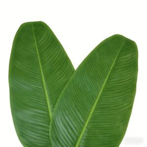 10 Pcs Banana Leaf Premium Tray