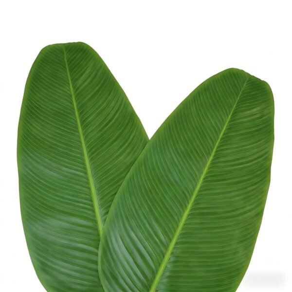 10 Pcs Banana Leaf Premium Tray